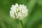 Closeup of Trifolium repens, the white clover single fragile white flower