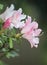 Closeup of  trio of white and pink flowers in side view