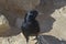 Closeup of Tristram`s Starling at Masada Park in Israel
