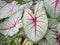 Closeup of Tropical Caladium Leaves Growng as Landscape Foliage in Florda