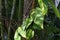 Closeup of tropical leaves and bamboos in a field under the sunlight