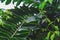 Closeup tropical nature view of Ylang-Ylang green leaf with rain drop after rain fall