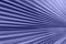 Closeup of tropical palm leaf pattern in trendy purple colors. Minimalism composition. Color of the Year 2022. Very Peri