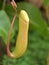Closeup Tropical pitcher plants Nepenthes Dumort  in garden with soft focus and green blurred background