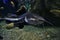 Closeup of a tropical redtail catfish