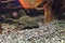 Closeup of a tropical redtail catfish, swimming in an aquarium.