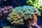 Closeup of a tropical stony coral specie, popular decorative animals for the aquarium, marine life background