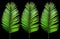 Closeup, Tropical three palm green leaf isolated on black background for design or stock photos, summer plant, flora pattern set