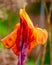 Closeup of a Tropicanna Canna Lily