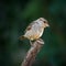 Closeup of a true sparrow on a branch