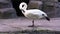 Closeup of a trumpeter swan standing in arabesque and preening its feathers, typical and elegant bird behavior