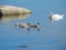 Closeup of Trumpeter swans swimming in a lake