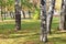 Closeup of trunks of birch trees in park