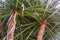 Closeup of the trunks and leaves of a dragon tree, popular plant specie with a vulnerable status, Native to the Canary Islands