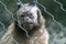 Closeup of a Tufted capuchin behind metallic fences surrounded by greenery in a zoo