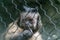 Closeup of a Tufted capuchin behind metallic fences surrounded by greenery in a zoo