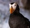 Closeup of a tufted puffin on a blurred background