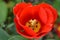 Closeup tulip flower