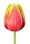 Closeup Tulip Flower head isolated on white