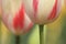 Closeup of Tulip flowers forming an abstract feel