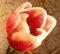 Closeup tulip textured background