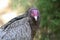 Closeup of a Turkey Vulture Bird