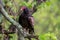 Closeup of the turkey vulture, Cathartes aura perched on the branch. Shallow focus.