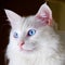 Closeup of Turkish Angora Cat