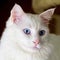 Closeup of Turkish Angora Cat
