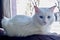 Closeup of Turkish Angora Cat