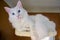 Closeup of Turkish Angora Cat