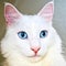 Closeup of Turkish Angora Cat
