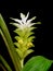 Closeup turmeric flower