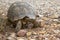 Closeup turtle