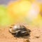 Closeup turtle crawl on sand