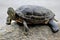 Closeup of a turtle resting on a rock in a lake