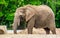 Closeup of a tusked african elephant with grass on its back, Vulnerable animal specie from Africa