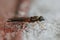 Closeup on the Twin-spot Centurion Soldier Fly, Sargus bipunctatus, sitting on a stone wall