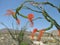 Closeup of a twisting brilliantly blooming ocotillo tree in the Southern California desert in spring