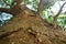 Closeup of twisting tree trunk and roots with bark and leaf texture