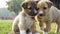 Closeup of two adorable mixed breed dog puppies playing on the ground