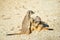 Closeup of two adult fighting meerkats in the sandy desert