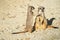 Closeup of two adult fighting meerkats in the sandy desert