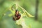 Closeup of two Aspen Leaf Beetles reproducing