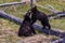Closeup of two baby grizzly bears playing on the yellowing grass, tree trunks near