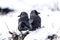 Closeup of two back to back western jackdaw birds, snowy outdo