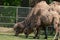 Closeup of two Bactrian camels eating grass in a zoo during daylight