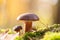 Closeup of two bay bolete mushrooms (Imleria badia)