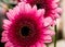 Closeup of two beautiful pink Barberton daisy (Gebera Jamesonii) flowers with a blurred background