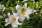 Closeup of two beautiful white Easter lily flowers in bloom in early spring